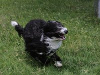 Puppys van Bliss040622-0036